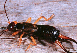 earwig