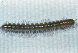 millipede