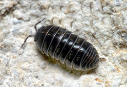 pillbug