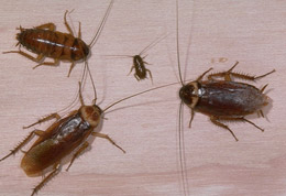 roaches