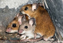 rodents