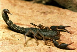 scorpion