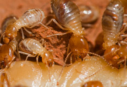 termites