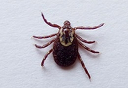 ticks